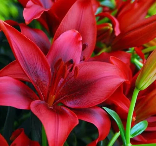 4 Red Asiatic Lily Bulbs Live for Planting, Red Lilium Flower Bulbs for Garden
