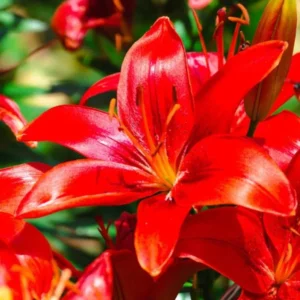 4 Red Asiatic Lily Bulbs Live for Planting, Red Lilium Flower Bulbs for Garden