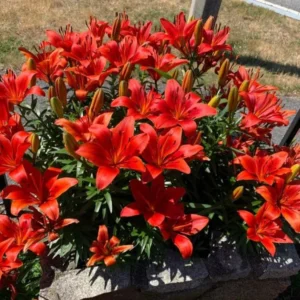4 Red Asiatic Lily Bulbs Live for Planting, Red Lilium Flower Bulbs for Garden