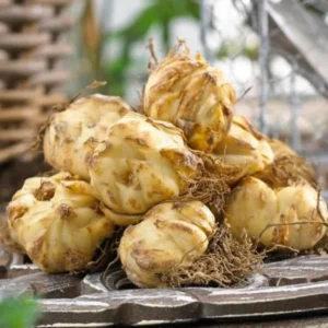 4 Red Asiatic Lily Bulbs Live for Planting, Red Lilium Flower Bulbs for Garden