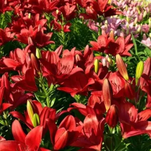 4 Red Asiatic Lily Bulbs Live for Planting, Red Lilium Flower Bulbs for Garden