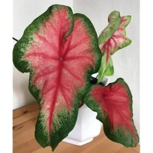 4 Red Caladium Bulbs for Planting - Bicolor Caladium Tuber, Easy Grow