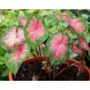 4 Red Caladium Bulbs for Planting - Bicolor Caladium Tuber, Easy Grow