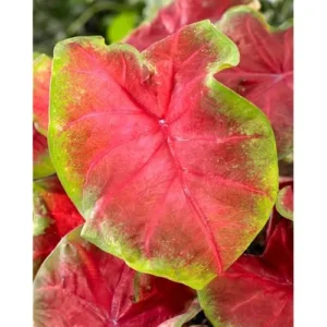 4 Red Caladium Bulbs for Planting - Bicolor Caladium Tuber, Easy Grow