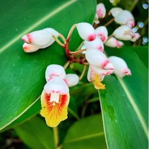 4 Shell Ginger Rhizomes - Fragrant White Ginger Lily Roots for Planting
