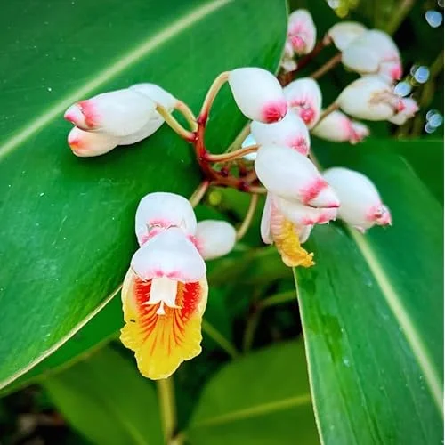 4 Shell Ginger Rhizomes - Fragrant White Ginger Lily Roots for Planting