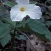 4 White Trillium - Perennial Wildflower - Trillium Grandiflorum - Bare Root