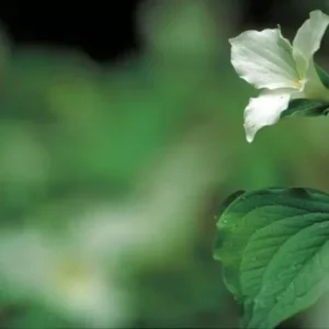 4 White Trillium - Perennial Wildflower - Trillium Grandiflorum - Bare Root