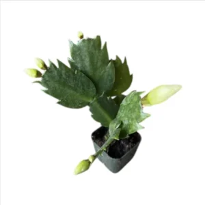 White Thanksgiving Cactus Live Plant 2