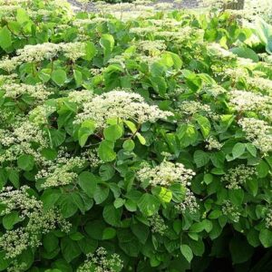 Alternative view of Viburnum Dilatatum Catskill - Starter Plant - 7-10 Inch - Deciduous Shrub