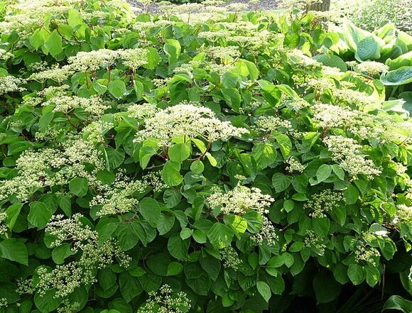 Viburnum Dilatatum Catskill - Starter Plant - 7-10 Inch - Deciduous Shrub - Image 2