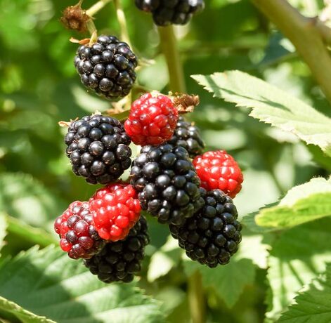 Rubus 'Hall's Beauty' Blackberry - Starter Plant - Thornless & Sweet