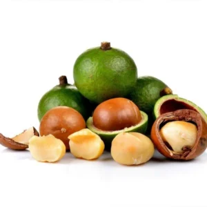 Macadamiase Tree Seedling Live Plant for Planting 8-10