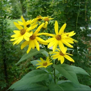 4oz Sunchoke Tubers Fresh Sunchoke Bulbs for Eating or Planting Outdoor Garden