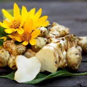4oz Sunchoke Tubers Fresh Sunchoke Bulbs for Eating or Planting Outdoor Garden