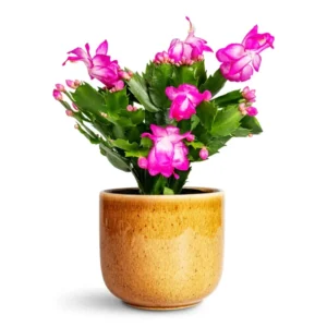 Purple Thanksgiving Cactus Live Plant - 4" Pot, 8" Tall - Flowering Holiday Decor