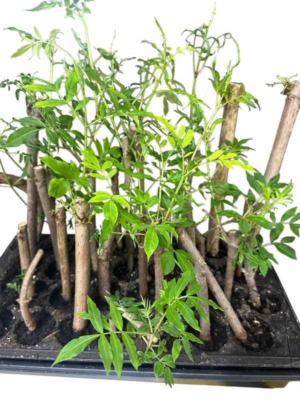 5 American Elderberry Sambucus Canadensis Live Plant, Fully Rooted Perennial - Edible Berries, Pollinator-Friendly