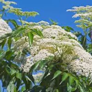 5 American Elderberry Sambucus Canadensis Live Plant, Fully Rooted Perennial - Edible Berries, Pollinator-Friendly