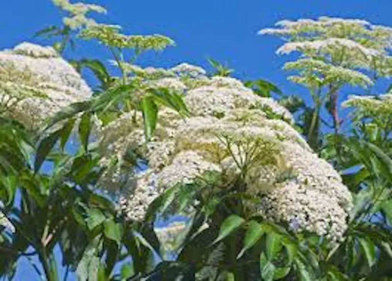 5 American Elderberry Sambucus Canadensis Live Plant, Fully Rooted Perennial - Edible Berries, Pollinator-Friendly