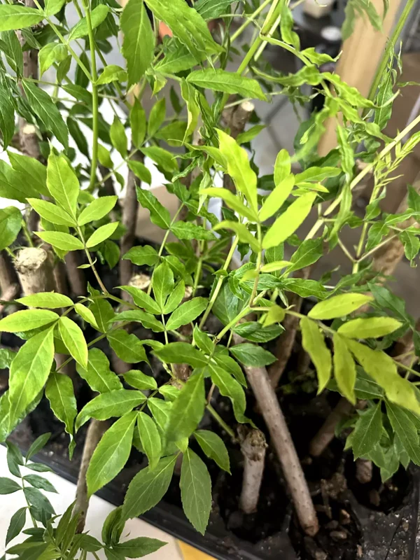 5 American Elderberry Sambucus Canadensis Live Plant, Fully Rooted Perennial - Edible Berries, Pollinator-Friendly