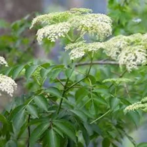 5 American Elderberry Sambucus Canadensis Live Plant, Fully Rooted Perennial - Edible Berries, Pollinator-Friendly