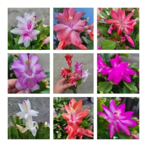 5 Assorted Christmas Cactus Plants 3 Inch Pot – Thanksgiving Cactus Plants 4 to 6 Inch – Vibrant Winter Blooms