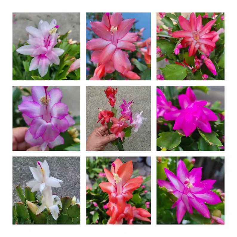 5 Assorted Christmas Cactus Plants 3 Inch Pot – Thanksgiving Cactus Plants 4 to 6 Inch – Vibrant Winter Blooms