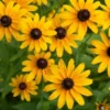 5 Back Eye Susan Bare-root | Rudbeckia Hirta, Pollinator-Friendly, Golden Flowers