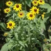 5 Back Eye Susan Bare-root | Rudbeckia Hirta, Pollinator-Friendly, Golden Flowers