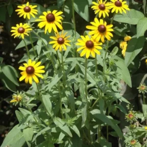 5 Back Eye Susan Bare-root | Rudbeckia Hirta, Pollinator-Friendly, Golden Flowers
