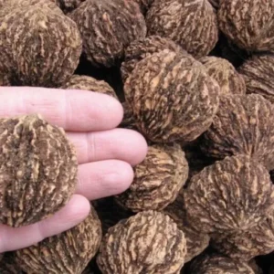 5 Black Walnut Seeds Juglans Nigra Perennial Nut Tree Northern Hardy Shade