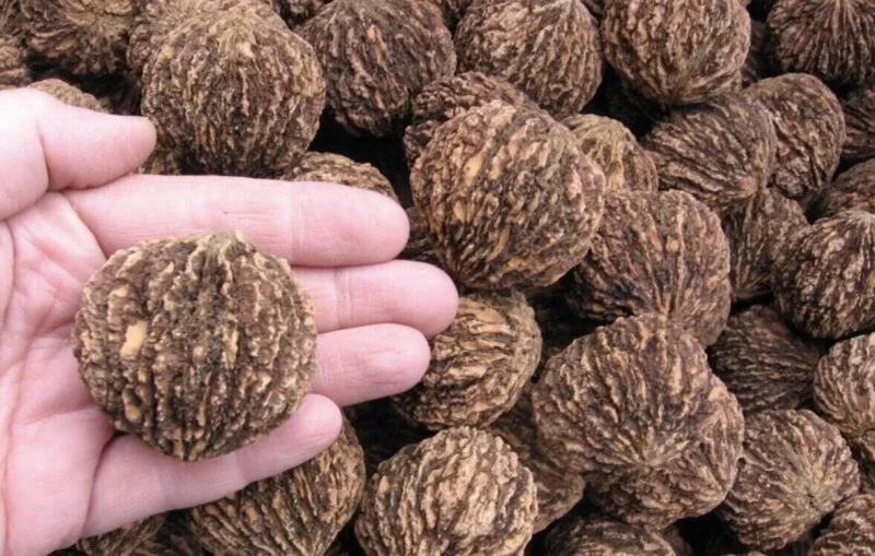 5 Black Walnut Seeds Juglans Nigra Perennial Nut Tree Northern Hardy Shade