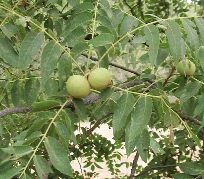 5 Black Walnut Seeds Juglans Nigra Perennial Nut Tree Northern Hardy Shade