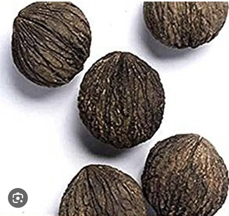 5 Black Walnut Seeds Juglans Nigra Perennial Nut Tree Northern Hardy Shade