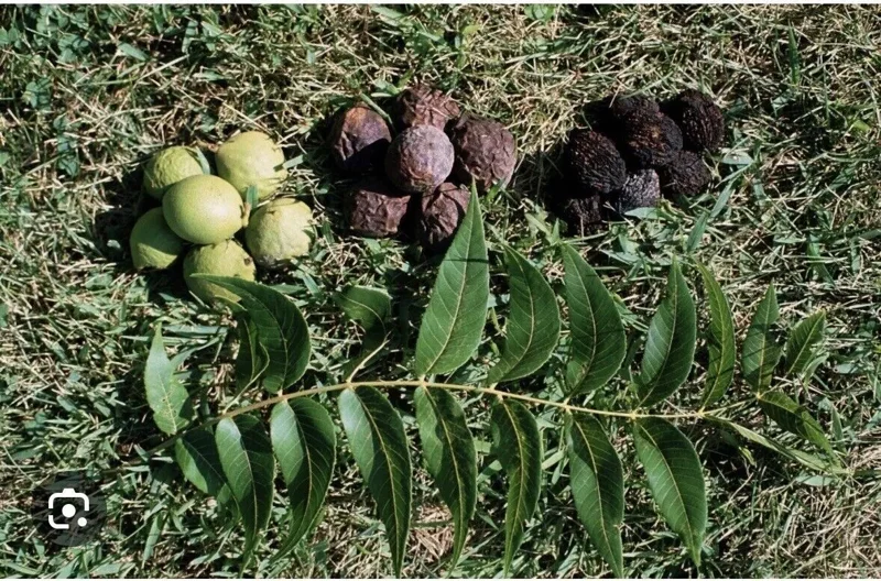 5 Black Walnut Seeds Juglans Nigra Perennial Nut Tree Northern Hardy Shade