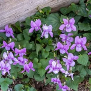 5 Blue Garden Violet Bare-root Rhizomes - Viola Papilionacea Wild Violets