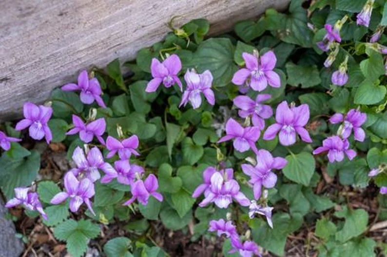 5 Blue Garden Violet Bare-root Rhizomes - Viola Papilionacea Wild Violets