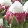 5 Bulbs Ice Cream Tulips Live for Planting, Pink White Blooms Perennial Flower Bulbs for Garden Growing, Easy to Plant Outdoors Indoors