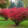 5 Burning Bush Bare-root (Euonymus Alatus Compacta) - Deciduous Shrub - 6-12 Inch Tall