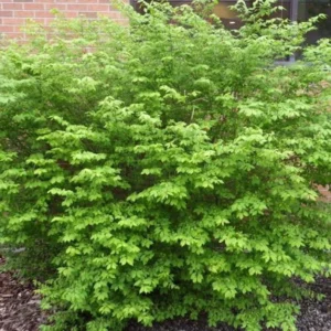 5 Burning Bush Bare-root (Euonymus Alatus Compacta) - Deciduous Shrub - 6-12 Inch Tall