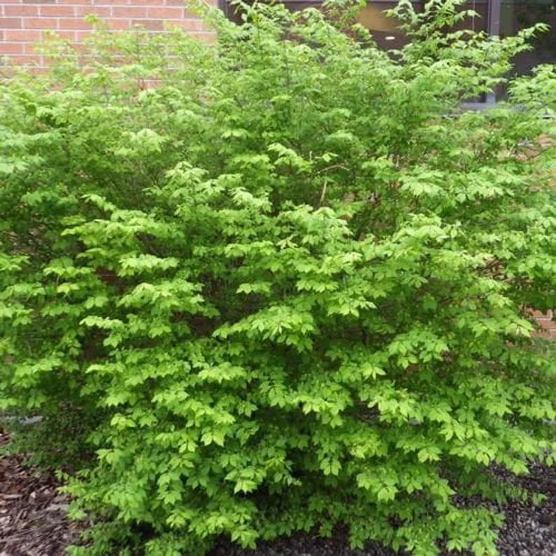 5 Burning Bush Bare-root (Euonymus Alatus Compacta) - Deciduous Shrub - 6-12 Inch Tall