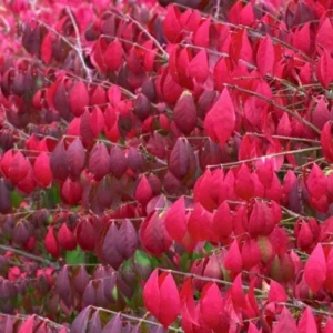 5 Burning Bush Bare-root (Euonymus Alatus Compacta) - Deciduous Shrub - 6-12 Inch Tall