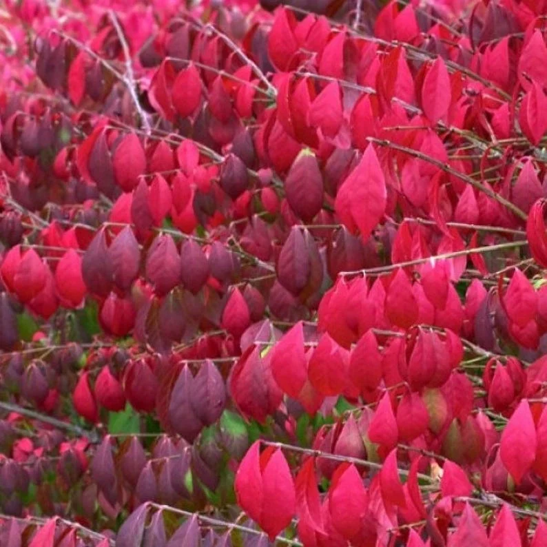 5 Burning Bush Bare-root (Euonymus Alatus Compacta) - Deciduous Shrub - 6-12 Inch Tall