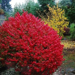5 Burning Bush Bare-root (Euonymus Alatus Compacta) - Deciduous Shrub - 6-12 Inch Tall