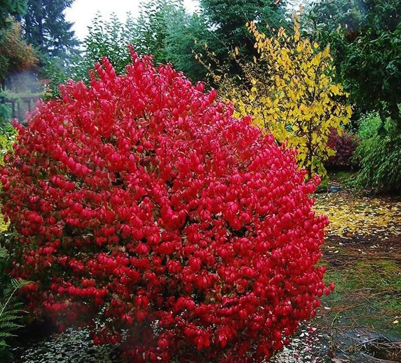 5 Burning Bush Bare-root (Euonymus Alatus Compacta) - Deciduous Shrub - 6-12 Inch Tall