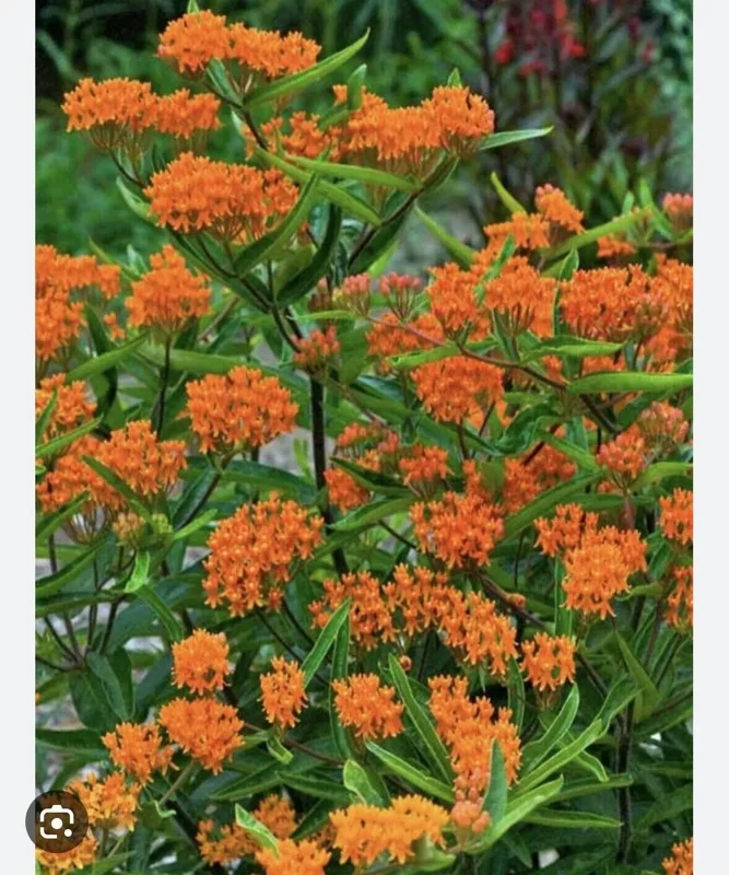 5 Butterfly Weed Plants Asclepias Tuberosa Monarch Perennial Bare Root