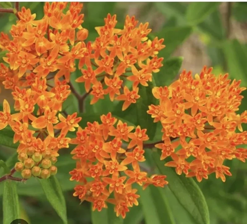 5 Butterfly Weed Plants Asclepias Tuberosa Monarch Perennial Bare Root