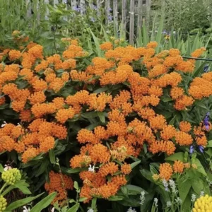 5 Butterfly Weed Plants Asclepias Tuberosa Monarch Perennial Bare Root