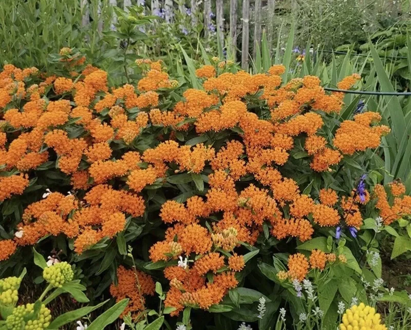5 Butterfly Weed Plants Asclepias Tuberosa Monarch Perennial Bare Root