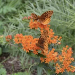 5 Butterfly Weed Plants Asclepias Tuberosa Monarch Perennial Bare Root